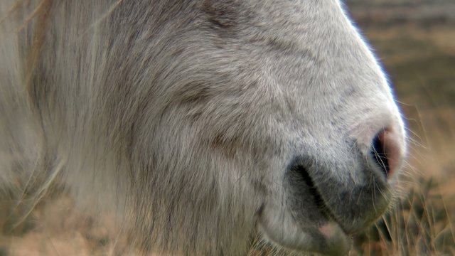 Wild horse - Dartmoor - England