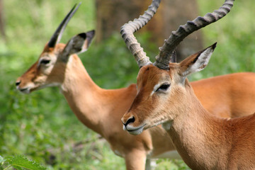 Impala Antilopen am Lake Nakuru