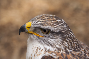 Mooie buizerdkop.