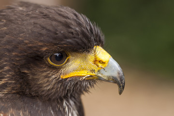 Een portert van een woestijnbuizerd met vuile snavel.