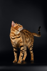 Bengal Cat Curious Looking back on Black background 