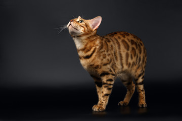 Bengal Cat Looking up on Black background 