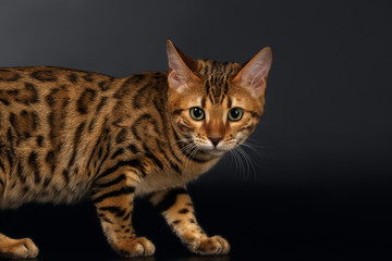 Bengal Cat Curious Looking in Camera on Black background 