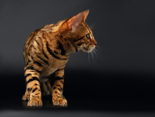 Bengal Cat Looking at Right on Black background 