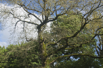 Branches d'un chêne
