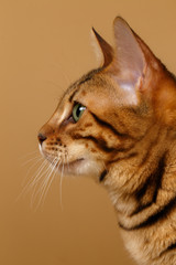 Close-up Bengal Cat at Profile view