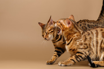 Two Bengal Cats Hissing