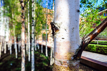 Small young birch in spring city park