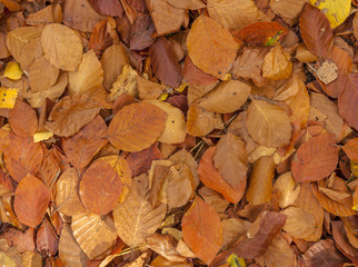 Herbstlaub
