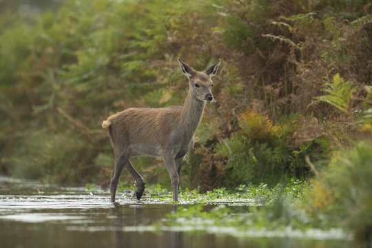 Fototapeta Red deer - Cervus elaphus