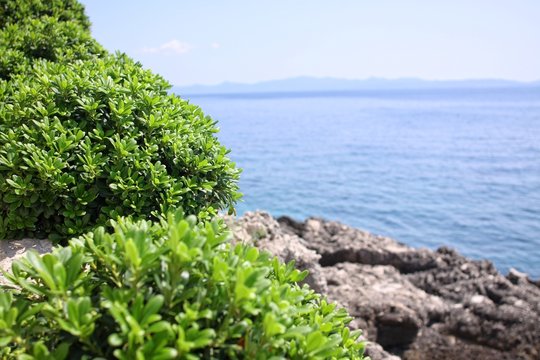 Boxwood, boxus on the Mediterranean Sea coast