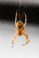 Kreuzspinne (Araneus)