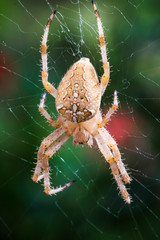 Kreuzspinne (Araneus) im Netz