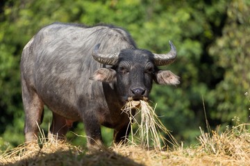 Buffalo eating hay