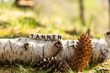Würfel auf dem Waldboden - Tannen