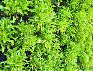 Obraz premium Green Plants