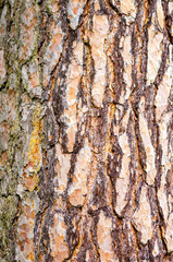 Obraz premium Bark of Pine Tree background