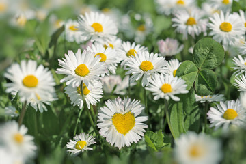 Heart in daisy flower - beautiful daisy flowers