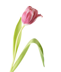 Fototapeta premium Pink magenta tulip flower isolated