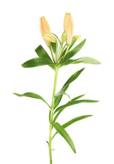 Yellow lily lilium flower isolated