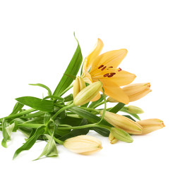 Yellow lily lilium flower isolated
