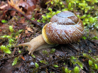 Oregon Forestsnail - Allogona townsendiana