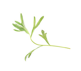 Fototapeta na wymiar Tarragon perennial aromatic culinary herb