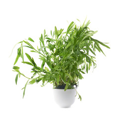Tarragon perennial aromatic culinary herb