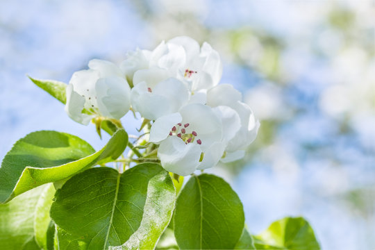 Delicate flower pear in the spring garden, macro