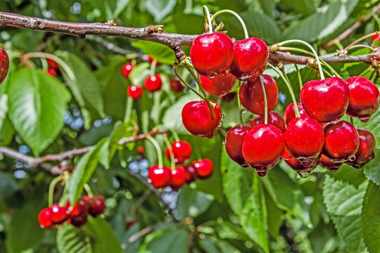Berry cherry on a background of green foliage