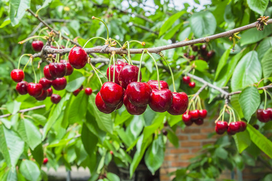 Red berry cherry on a background of foliage