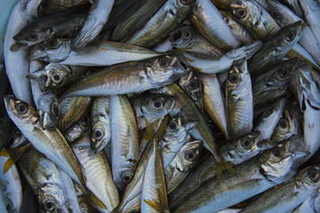 K&uuml;&ccedil;&uuml;k balıklar