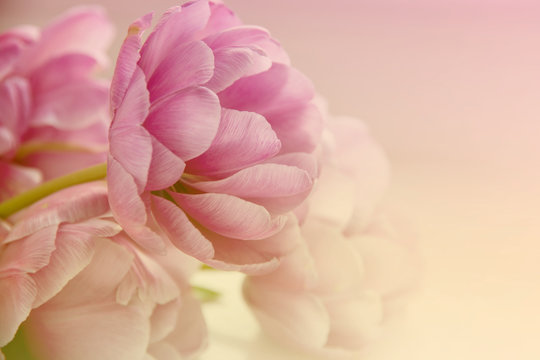 Trendy Toned Blurred Flower Background. Space for Text.