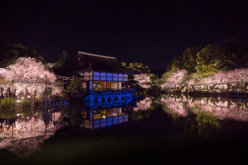 平安神宮の八重紅枝垂
