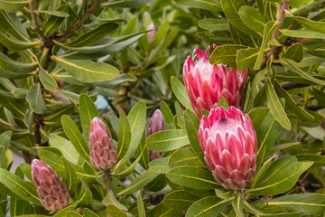 Protea neriifolia flowers and buds