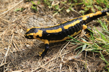 salamandre