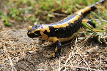 salamandre