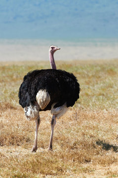 Male ostrich in savanna in a national park in Tanzania