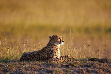 Naklejka premium Beautiful Cheetah lying in the bush