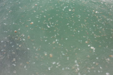 Jellyfish at Khao Laem Ya