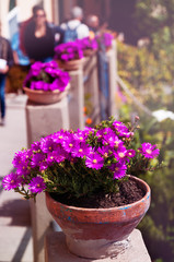 Purple flowers in flowerpot on town promenade.