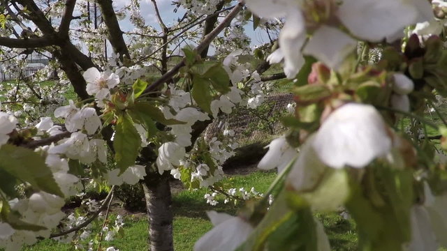 blossom apple tree in wind
