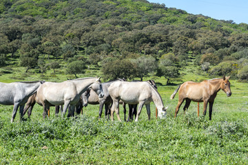 Fototapeta na wymiar Herd of horses in a meadow