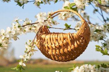 Empty wicker basket in a blooming whit cherry tree in spring