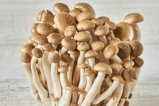 Shimeji mushroom, brown beech mushroom 