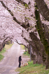 Obraz premium 桜のアーチ＠佐賀県武雄市