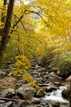 Beautiful white water stream in fall colors.