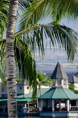 Fototapeta na wymiar King Plaza framed by palm branches