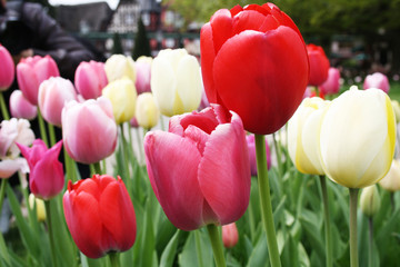 Wundersch&ouml;ne Tulpen