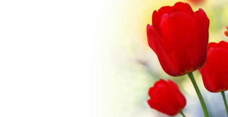 Wunderschöne Tulpen